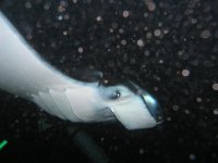 Manta dive 021.jpg