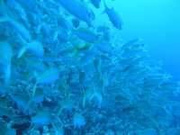 Manta dive 004.jpg