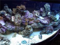 coral.jpg