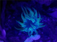 anemone.jpg