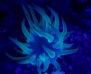 blue anemone.jpg