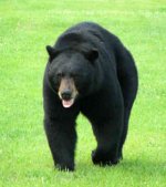 black-bear.jpg