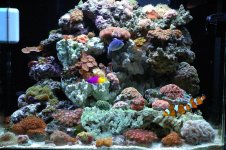 CORAL.jpg