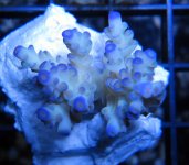 WhitePurpleAcropora.jpg