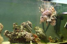 fishtank03.jpg