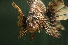 fishtank04.jpg