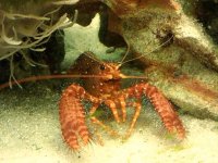 crab (1).jpg