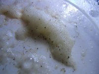 DSCF1171.jpg