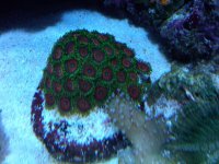 zoas.jpg