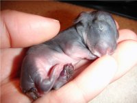 babybunnyA.JPG