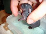 babybunnysoakingfootandbackA.JPG