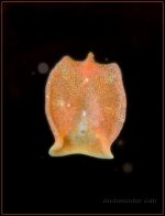 Red-planaria-8640.jpg