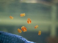 Aceol_flatworms_2.jpg