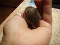 Rats 010A.jpg