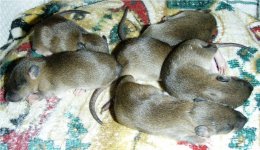 Rats- Friday (5)A.jpg