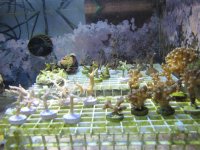 frags 1-2-11 004.jpg