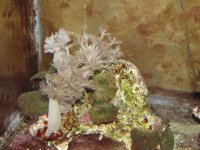 frags 1-2-11 002.jpg