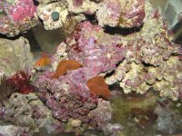 frags 1-2-11 003.jpg