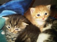 IMG00338-20100222-0808.jpg