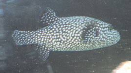 cow & puffer 002.jpg