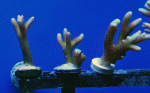 Bird-of-Paradise-3-Frags.gif