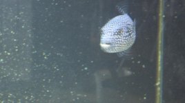 cow & puffer 003.jpg