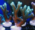 Ora-green-birdnest-12344.gif