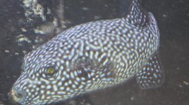 cow & puffer 004.jpg