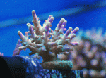 Purple-Tip-Valida.gif