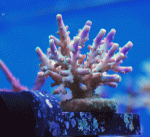 Purple-Tip-Valida-2.gif