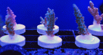 Frags-Rack.gif