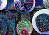 DSC_0266_swap 2010.jpg