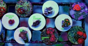 DSC_0273swap 2010.jpg