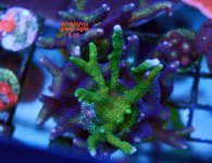 DSC_0003swap 2010-1.jpg