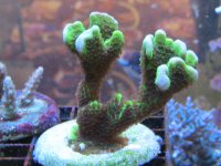 montipora 005.jpg