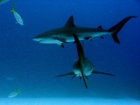 Sharks 8.JPG