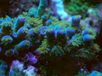 blue monster AcroporaGranulosa3.jpg