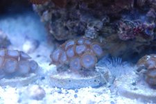 Corals 7-27-10 & fishes 013.jpg