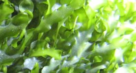 9-7_leaf.jpg