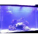 reef2.jpg
