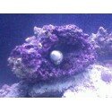 reef3.jpg