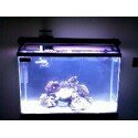 reef4.jpg