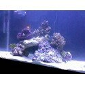reef5.jpg
