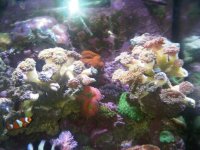 fish cars tank 206.jpg