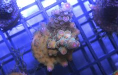 IMG_1485.JPG