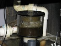 ER skimmer cup after 2 days 002.JPG