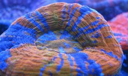 IMG_1557.JPG