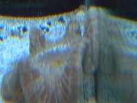 Fish 152.jpg