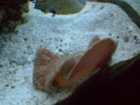 Fish 153.jpg