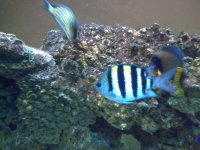Fish 154.jpg